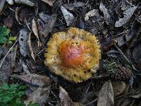 Amanita muscaria image