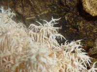 Hericium coralloides image