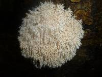 Hericium coralloides image