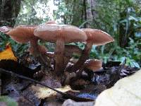 Armillaria novae-zelandiae image