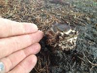 Chlorophyllum rhacodes image