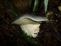 Suillus subacerbus image