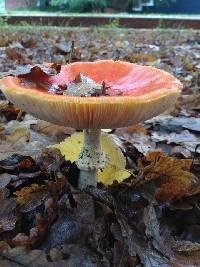 Amanita muscaria image
