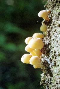 Flammulina velutipes image