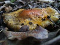 Amanita muscaria image
