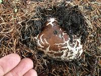 Chlorophyllum rhacodes image