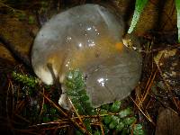 Suillus subacerbus image