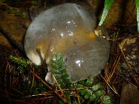 Suillus subacerbus image