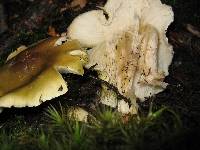 Tricholoma viridiolivaceum image