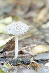 Coprinellus disseminatus image