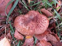 Paxillus involutus image