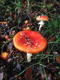 Amanita muscaria image