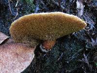 Suillus lakei image