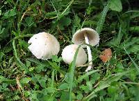 Psathyrella candolleana image