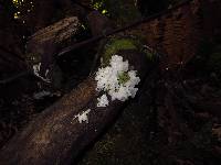 Tremella fuciformis image