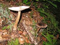 Amanita pekeoides image