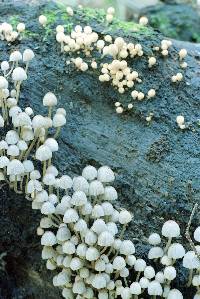 Coprinellus disseminatus image