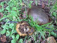 Lactarius turpis image