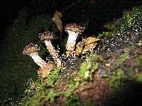 Armillaria novae-zelandiae image