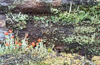 Cladonia floerkeana image