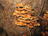 Flammulina velutipes image