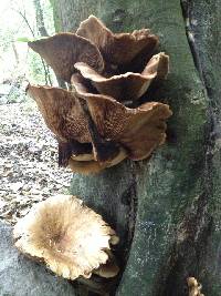 Agrocybe parasitica image