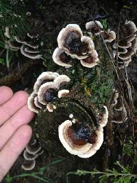 Trametes versicolor image