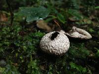 Lycoperdon compactum image