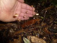 Crinipellis procera image
