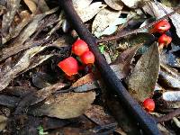 Hygrocybe firma image