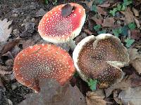 Amanita muscaria image