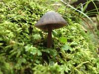 Entoloma translucidum image