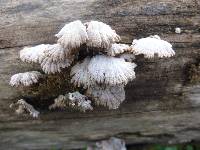 Schizophyllum commune image