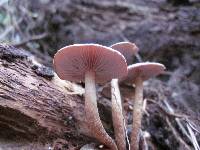 Hypholoma brunneum image