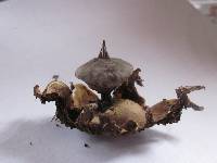 Geastrum pectinatum image