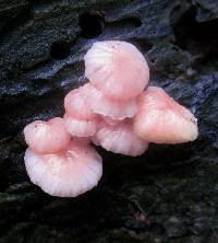 Mycena roseoflava image