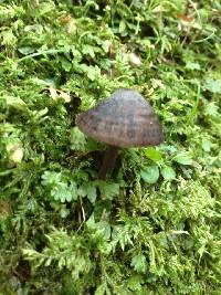 Entoloma translucidum image