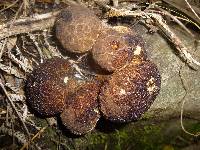 Lycoperdon perlatum image