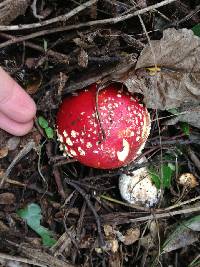 Amanita muscaria image