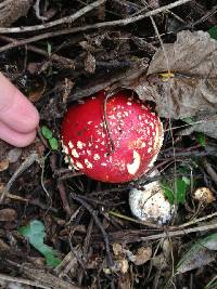 Amanita muscaria image