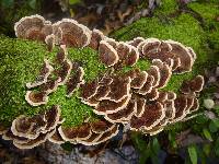 Trametes versicolor image