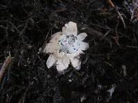 Geastrum pectinatum image