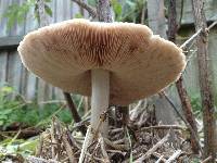 Volvariella gloiocephala image