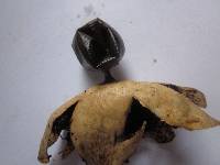 Geastrum pectinatum image