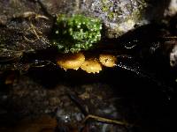 Pholiota subflammans image