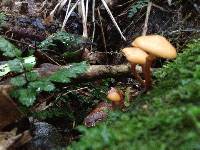 Galerina patagonica image