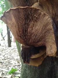 Agrocybe parasitica image