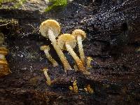 Pholiota subflammans image