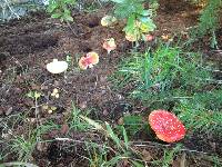 Amanita muscaria image