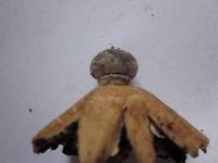 Geastrum pectinatum image